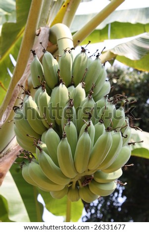 Shrub of bananas on a banana plant