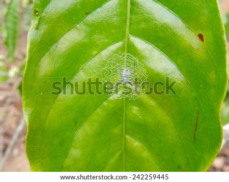 cobweb on a coffee leaf