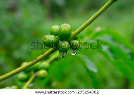 young coffee plant in rain