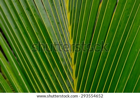 coconut tree leaf wallpaper