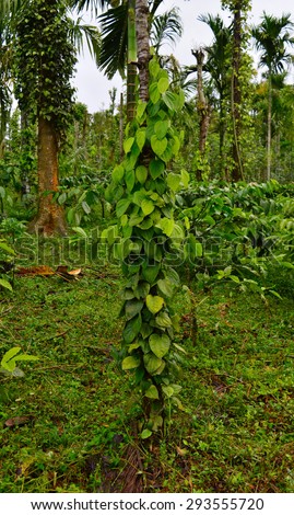 Black pepper Tree Plant