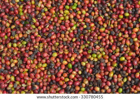 ripe harvested coffee background