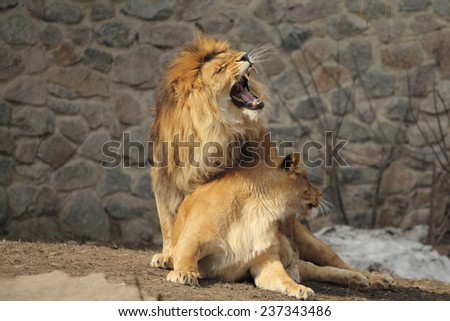 Lion  growling standing over lioness and she looks aside