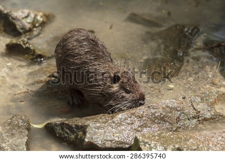 single nutria comes out of the water and looks by angry eye