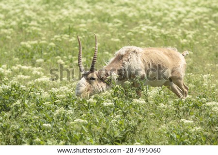 male saiga antelope grazing in the steppe