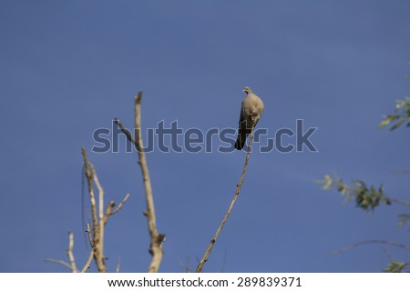 dove sit on the tip of a branch