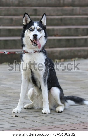 Funny Husky dog sits outdoors with open mouth and long hanging tongue with a red collar and leash