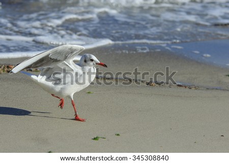 funny young seagull chick runs at the beach with raised wings