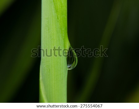 Water drop from green leaf on background