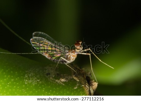 Mayfly Super Macro, Insect in Nonthaburi Thailand