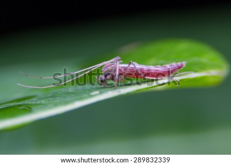 Adult male midge (Chironomidae) Close up. Super Macro