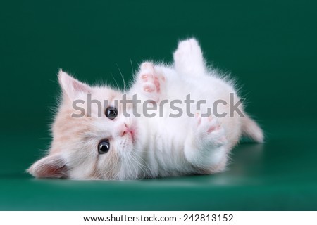 little Kitten