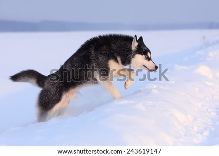 Siberian Husky dog running in the snow