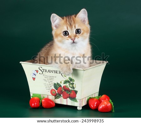 Kitten in a box with strawberries
