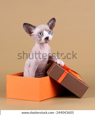 Sphynx kitten in a box