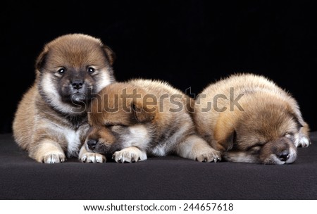 three puppies lie close