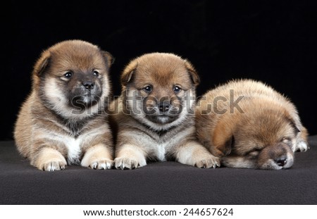 three puppies lie close