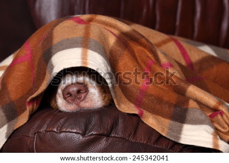 Dog sleeps under the blanket