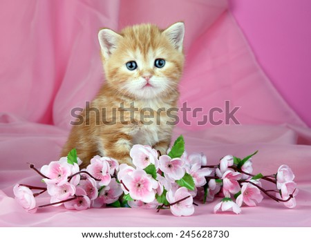 Kitten with flowers on pink background