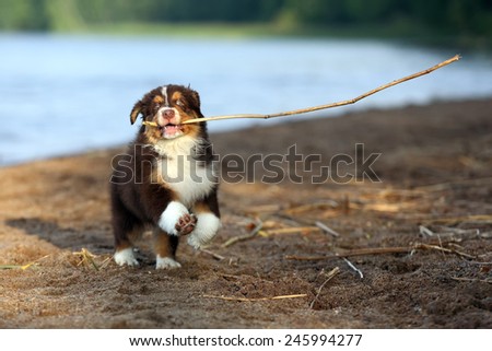 Puppy has a stick