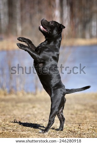 Dog standing on his hind legs