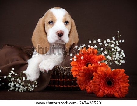 Puppy sitting in a basket with flowers
