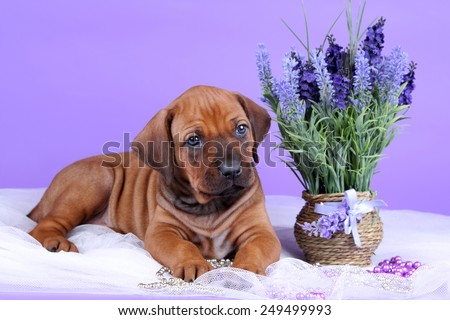 Puppy lying on lilac background with flowers