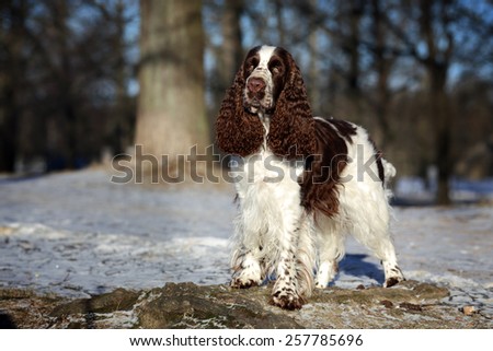 English Springer Spaniel dog standing on a rock in the park