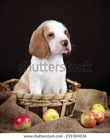 Puppy sitting in a basket with apples