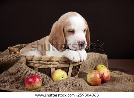Puppy lying in a basket with apples