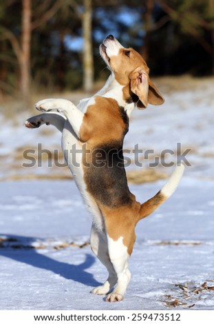 Cute Beagle dog on hind legs