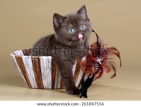 Cute brown kitten sitting in a basket with feathers, showing tongue