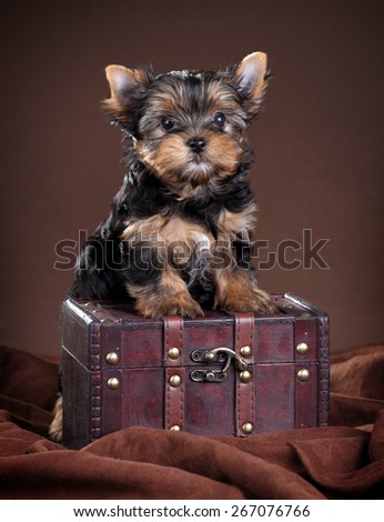 Cute Puppy Yorkshire terrier stands paws on the chest