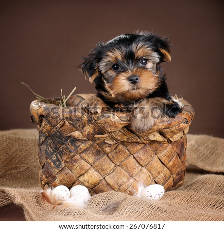 Funny puppy sitting in a basket with bird eggs