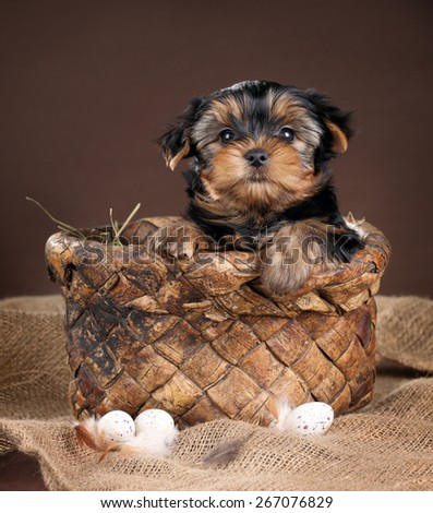 Cute puppy sitting in a basket with bird eggs