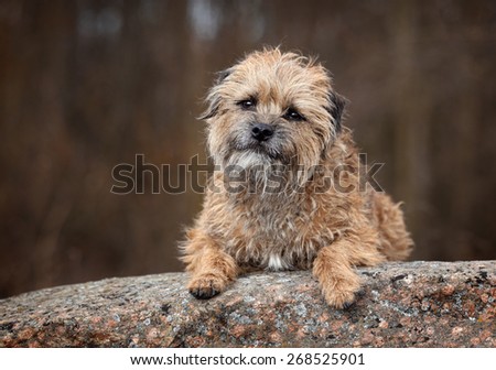 Funny shaggy dog lying on a stone. Border Terrier, portrait