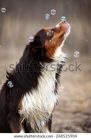 Cheerful dog catches soap bubbles on nature. Australian Shepherd