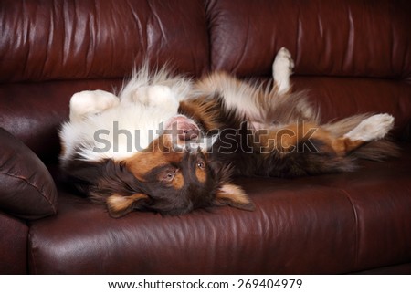 Happy dog lying on the sofa