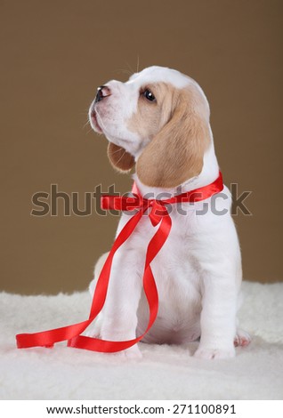 Cute puppy with red ribbon looking up