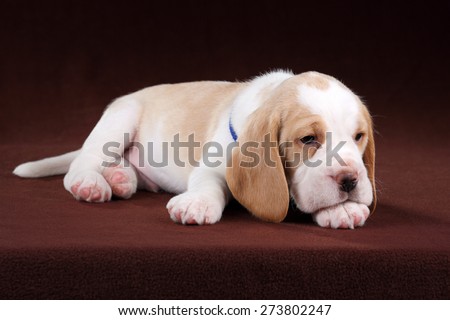 Sweet sad puppy lying, bowed his head on his paw