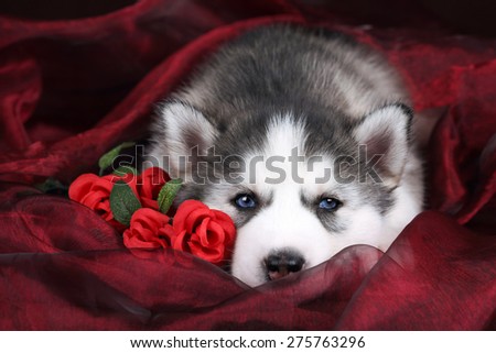 Sad Puppy Siberian husky is lying on a red background