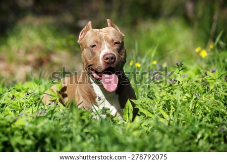 Beautiful strong dog lying in the green grass and flowers