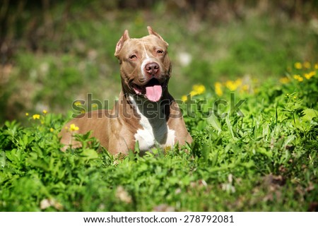 Beautiful strong dog lying in the green grass and flowers