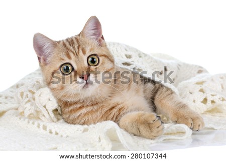 playful young cat is hiding under the blanket