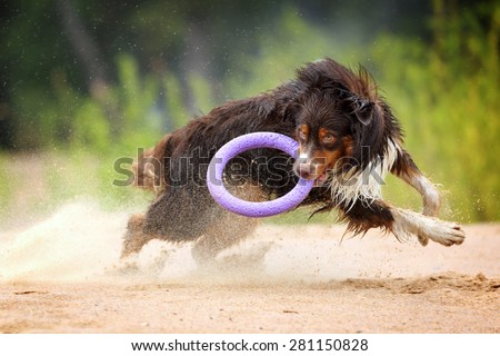 Australian Shepherd dog catches the a toy