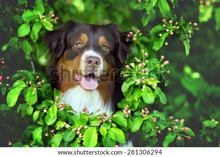 Beautiful dog among the leaves of apple trees