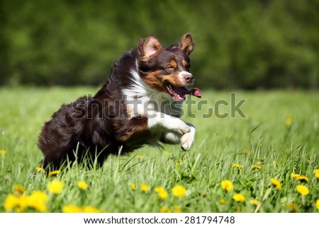 Australian Shepherd dog running in the grass
