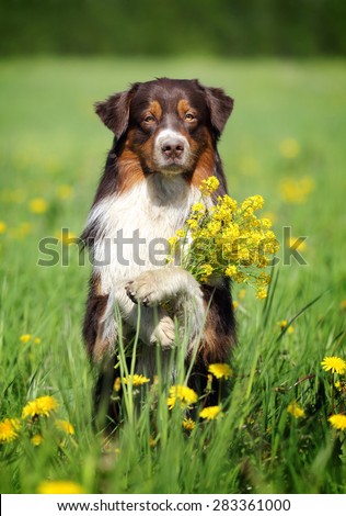 Cute dog paws holding in flowers