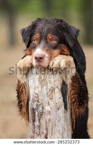 Sad dog standing with his head down on a tree stump