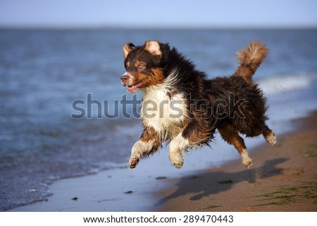 An active dog runs on the beach